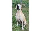 Ziva, Labrador Retriever For Adoption In Sparta, Tennessee