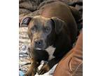 Hannibal, American Staffordshire Terrier For Adoption In Gainesville, Florida