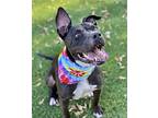 Ollie, American Pit Bull Terrier For Adoption In Las Vegas, Nevada