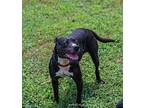 Raven Needs Foster Home, American Staffordshire Terrier For Adoption In Munford