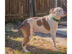 Alex, American Pit Bull Terrier For Adoption In Munford, Tennessee