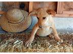 Coco, Labrador Retriever For Adoption In San Ysidro, Ca, California