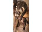 Bandit Ii, Ferret For Adoption In Phoenix, Arizona