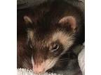 Bonnie And Harper, Ferret For Adoption In Phoenix, Arizona