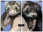 Theodore, Ferret For Adoption In Phoenix, Arizona