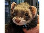 Ann, Ferret For Adoption In Phoenix, Arizona