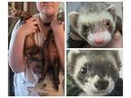 Nini, Ferret For Adoption In Phoenix, Arizona