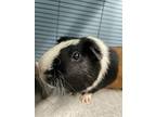 Richie, Guinea Pig For Adoption In Germantown, Ohio
