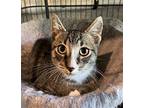 Bootsie, Domestic Shorthair For Adoption In Parker Ford, Pennsylvania