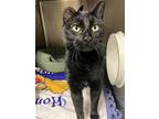 Orchid, Domestic Shorthair For Adoption In Bemidji, Minnesota