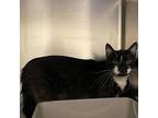 Mr. Whiskers, Domestic Shorthair For Adoption In Wendell, North Carolina