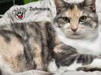 Zuhmara, Domestic Shorthair For Adoption In Lindsay, Ontario