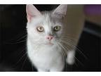 Shelby, American Shorthair For Adoption In Anderson, South Carolina