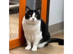 Adopt Saira a Domestic Short Hair