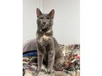 Adopt Alexa a Domestic Short Hair