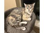 Madgery, Domestic Shorthair For Adoption In Wichita Falls, Texas