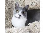 Elixir, Domestic Shorthair For Adoption In League City, Texas