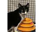 Minion, Domestic Shorthair For Adoption In Parker Ford, Pennsylvania