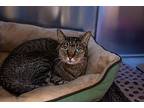 Tammy, Domestic Shorthair For Adoption In Houston, Texas