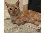 Marcos, Domestic Shorthair For Adoption In Houston, Texas