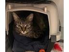 Storm, Domestic Shorthair For Adoption In Houston, Texas