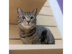 Bentley, Domestic Shorthair For Adoption In Houston, Texas