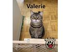 Valerie, Domestic Shorthair For Adoption In Lindsay, Ontario