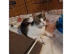 Plum, Domestic Shorthair For Adoption In Parker Ford, Pennsylvania
