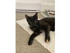 Gloria, Domestic Shorthair For Adoption In Parker Ford, Pennsylvania