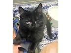 Lucky Lefty, Domestic Mediumhair For Adoption In Germantown, Ohio