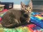 Cory, Domestic Shorthair For Adoption In Germantown, Ohio