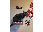 Star, Domestic Shorthair For Adoption In Lindsay, Ontario