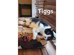 Tiggs, Domestic Shorthair For Adoption In Lindsay, Ontario