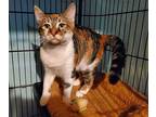 Valencia, Calico For Adoption In Parker Ford, Pennsylvania