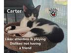 Carter, Domestic Shorthair For Adoption In Lindsay, Ontario