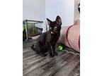 Gus, Domestic Shorthair For Adoption In Providence Forge, Virginia