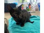 Remoulade, Domestic Shorthair For Adoption In Houston, Texas