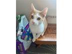 Ron, Domestic Shorthair For Adoption In Parker Ford, Pennsylvania