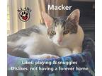 Macker, Domestic Shorthair For Adoption In Lindsay, Ontario