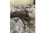 Lydia, Domestic Shorthair For Adoption In Lindsay, Ontario
