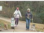 Gigi, American Staffordshire Terrier For Adoption In Earl, North Carolina