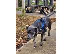 Luna, American Pit Bull Terrier For Adoption In Earl, North Carolina