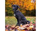 Puppy Finnick, Labrador Retriever For Adoption In Franklin, Tennessee