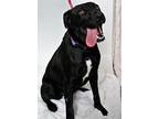 Haven, Labrador Retriever For Adoption In San Luis Obispo, California