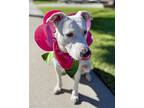 Brie, American Pit Bull Terrier For Adoption In Corona, California