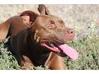 Atticus, Labrador Retriever For Adoption In Wichita Falls, Texas