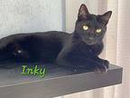 Inky, American Shorthair For Adoption In Lakeland, Florida