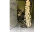 Larry, Domestic Shorthair For Adoption In Driggs, Idaho