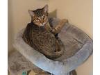 Clem, Domestic Shorthair For Adoption In Boerne, Texas