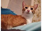 Popeye The Sailor Cat, Domestic Shorthair For Adoption In Rosharon, Texas